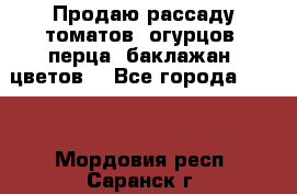 Продаю рассаду томатов, огурцов, перца, баклажан, цветов  - Все города  »    . Мордовия респ.,Саранск г.